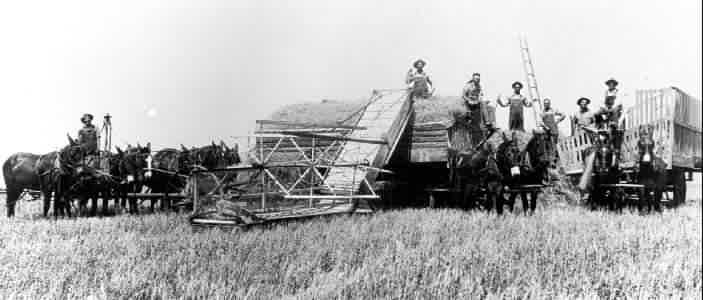 Wheat harvest with mules.  Shows the wheat header.