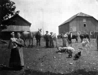 Rice farm in about 1910